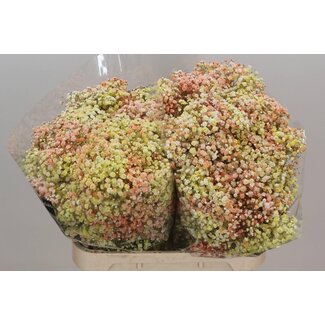 Freshy Gypsophila Baby's breath “Disco Miami” Colour-treated | Colour: Mixed Colours | Length ± 80 centimetre | Per 25 stems fresh flowers