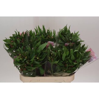 Freshy Alstroemeria Incalelie “Morado” | Colour: Purple | Length ± 75 centimeter | Per 10 stems fresh flowers