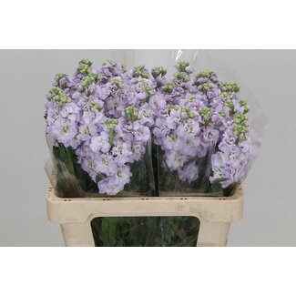 Freshy Matthiola Incana Violier “Iron Marine” | Colour: Lilac | Length ± 55 centimetre | Per 10 stems fresh flowers