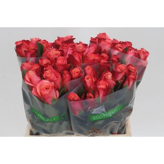 Freshy Roses “Helene” | Couleur: Rose | Longueur ± 40 centimeter | Par 20 roses