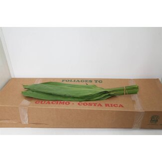 Freshy Cordyline Fruticosa “Green Ti” | Couleur: Vert | Longueur ± 80 centimeter | Par 5 bottes