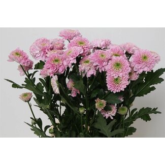 Freshy Troschrysant Chrysantheme “Letsgo Pink” | Farbe: Rosa | Länge ± 70 centimeter | Pro 10 Stiele frische Blumen