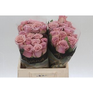 Freshy Rozen “Pillow Talk” | Kleur: Paars Roze | Lengte ± 40 centimeter | Per 20 rozen