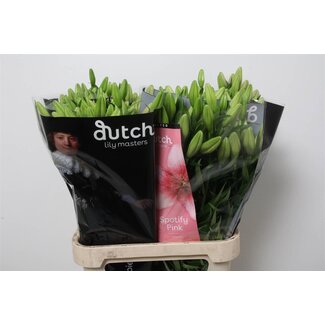 Freshy Lys Longiflorum x Lys asiatique Aqua “Spotify Pink” | Couleur: Rose | Longueur ± 90 centimeter | Par 10 tiges de fleurs fraîches