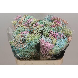 Freshy Gypsophila Baby's breath “Rainbow Pastel” Colour-treated | Colour: Mixed colours | Length ± 80 centimetre | Per 25 stems fresh flowers