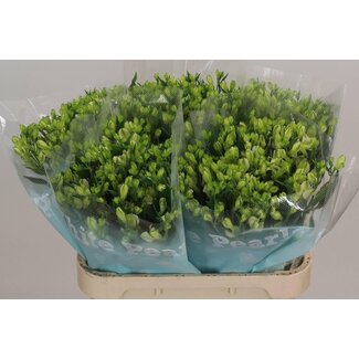 Freshy Alstroemeria Incalelie “White Pearls” | Kleur: Wit | Lengte ± 75 centimeter | Per 10 stelen verse bloemen