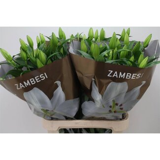 Freshy Lily Oriental Aqua “Zambesi” | Colour: White | Length ± 100 centimeter | Per 10 stems fresh flowers