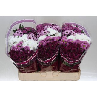 Freshy Chrysanthemum Chrysanthemum Santini “Mixed Sweet” | Colour: Mixed Colours | Length ± 55 centimeter | Per 25 stems fresh flowers
