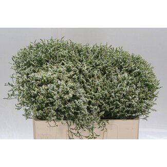 Freshy Limonium Statice Sinuata “Clear Diamon” | Kleur: Wit | Lengte ± 55 centimeter | Per 25 stelen verse bloemen