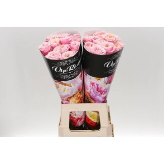 Freshy Roses “Notting Hill” | Colour: Orange Pink | Length ± 70 centimetre | Per 10 roses