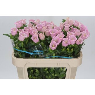 Freshy Campanula Medium “Cam Pearl Pink” Klokjesbloem | Kleur: Roze | Lengte ± 70 centimeter | Per 10 verse bloemen