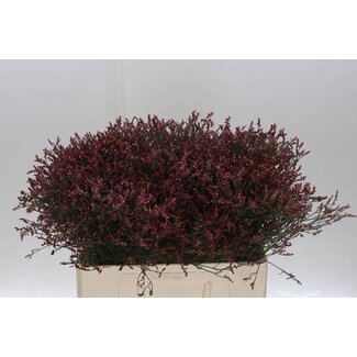 Freshy Limonium Statice Sinuata “Scar Diamond” | Colour: Pink | Length ± 55 centimetre | Per 25 stems fresh flowers