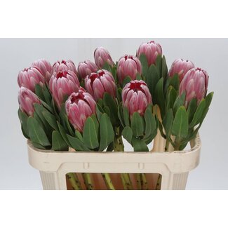 Freshy Protea “Carnival” | Kleur: Roze | Lengte ± 70 centimeter | Per 10 verse bloemen