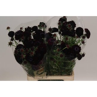 Freshy Scabiosa Atropurpurea “Blackberry Scoop” | Couleur: Noir | Longueur ± 70 centimeter | Par 20 tiges de fleurs fraîches