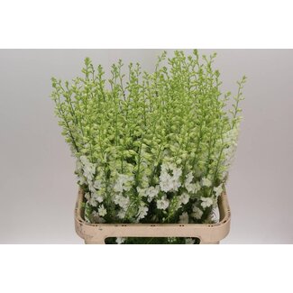 Freshy Consolida Larkspur “Q White” | Colour: White | Length ± 90 centimetre | Per 10 fresh flowers