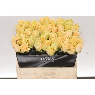Freshy Roses “Avalanche Peach” | Colour: Orange Yellow | Length ± 55 centimeter | Per 10 roses