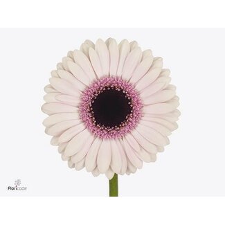 Freshy Germini Aqua “Abby Lou” | Colour: White Pink | Length ± 50 centimetre | Per 20 fresh flowers