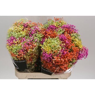 Freshy Gypsophila Gipskraut “Lovely Rainbow” Farbbehandelt | Farbe: Gemischte Farben | Länge ± 80 centimeter | Pro 25 Stielen frische Blumen