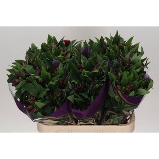 Freshy Alstroemeria Incalelie “Rumba” | Colour: Red | Length ± 75 centimeter | Per 10 stems fresh flowers