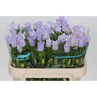 Freshy Campanula Medium “Champion Lavendel” Glockenblume | Farbe: Violett | Länge ± 70 centimeter | Pro 10 frische Blumen
