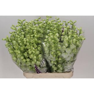 Freshy Delphinium Elatum Ridderspoor “Dewi Anastasia” | Kleur: Wit | Lengte ± 90 centimeter | Per 10 verse bloemen
