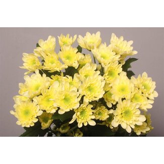 Freshy Spray chrysanthemum Chrysanthemum “Radost Cream” | Colour: Yellow | Length ± 70 centimeter | Per 10 stems fresh flowers