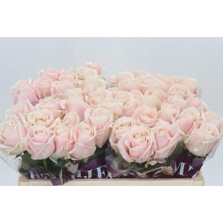 Freshy Rozen “Sweet Avalanche” | Kleur: Roze | Lengte ± 50 centimeter | Per 10 rozen