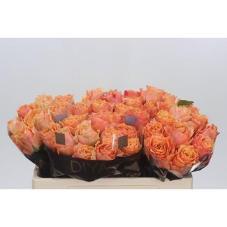 Freshy Roses “Carpe Diem” | Couleur: Orange Rose | Longueur ± 50 centimètre | Par 10 roses