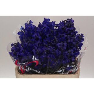 Freshy Delphinium Endressii pied-d'alouette “Atlantis” | Couleur: Bleu | Longueur ± 80 centimeter | Par 20 fleurs fraîches