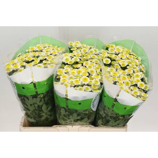Freshy Chrysantheme Chrysant Santini “Sun Up” | Farbe: Weiß | Länge ± 55 centimeter | Pro 25 Stiele frische Blumen