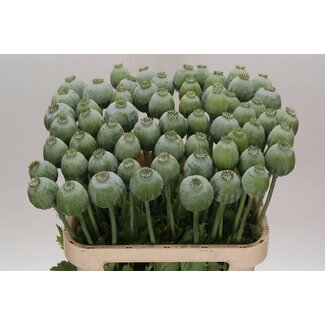 Freshy Papaver Somniferum Slaapbol “Bowling Ball” zaaddoos | Kleur: Groen | Lengte ± 80 centimeter | Per 10 verse bloemen