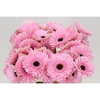 Freshy Gerbera “Pre-semmy” | Colour: Pink | Length ± 50 centimetre | Per 10 fresh flowers