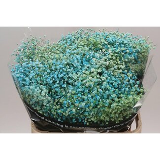 Freshy Gypsophila Gypsophile “Disco New York” Traitée en couleur | Couleur: Couleurs mélangées | Longueur ± 80 centimeter | Par 25 tiges fleurs fraîches