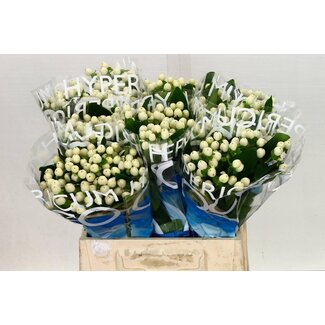 Freshy Hypericum millepertuis “Coco Uno” | Couleur: Blanc | Longueur ± 40 centimeter | Par 20 fleurs fraîches