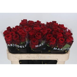 Freshy Rosen “Red Naomi” Größe XL | Farbe: Rot | Länge ± 70 centimeter | Pro 10 Rosen