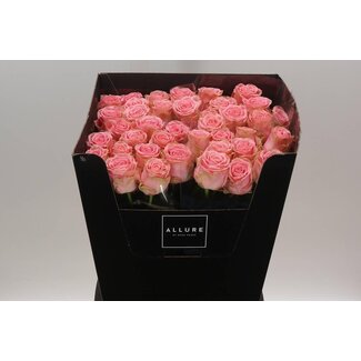 Freshy Roses “Sophia Loren Allure” | Colour: Pink | Length ± 80 centimetre | Per 10 roses