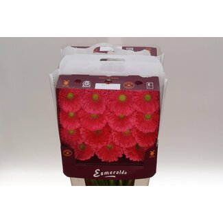 Freshy Grootbloemige Gerbera Aqua “Enrique” | Kleur: Roze | Lengte ± 45 centimeter | Per 15 verse bloemen