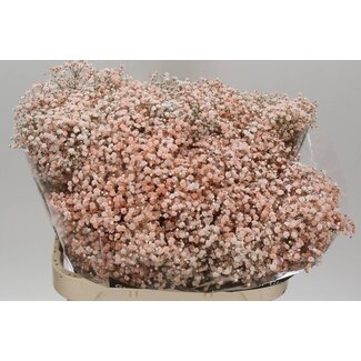 Freshy Gypsophila Baby's breath “Peach” Colour-treated | Colour: Peach-coloured | Length ± 80 centimetre | Per 25 stems fresh flowers