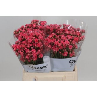 Freshy Kalanchoe “Sens Pink Meadow” | Colour: Pink | Length ± 40 centimeter | Per 10 fresh flowers