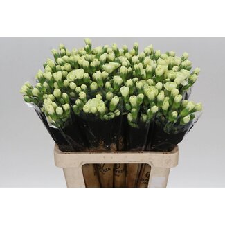 Freshy Spray carnation “Jade” | Colour: Mixed Colours | Length ± 60 centimeter | Per 25 fresh flowers