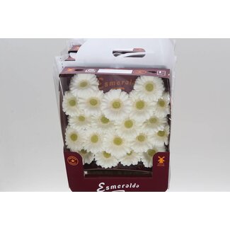 Freshy Gerbera Pomponi Mi Aqua “Albino” | Farbe: Weiß | Länge ± 45 centimeter | Pro 20 frische Blumen