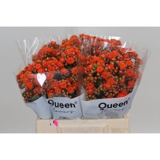 Freshy Kalanchoe “Bri Orang Meadow” | Colour: Orange | Length ± 40 centimetre | Per 10 fresh flowers