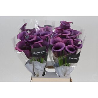 Freshy Zantedeschia Calla “Durban” | Colour: Purple | Length ± 65 centimetre | Per 10 fresh flowers