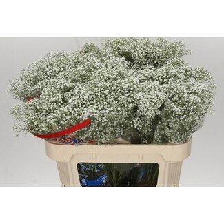 Freshy Gypsophila Paniculata Baby's breath “Million Star” | Colour: White | Length ± 70 centimetre | Per 50 stems fresh flowers
