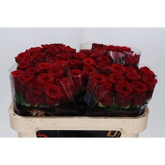 Freshy Roses “Red Naomi Drift” | Colour: Red | Length ± 70 centimeter | Per 10 roses