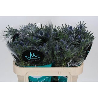 Freshy Eryngium Kruisdistel “Orion Qstar” | Kleur: Paars | Lengte ± 80 centimeter | Per 10 stelen verse bloemen
