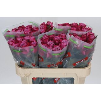 Freshy Roses “Deep Purple” | Colour: Pink | Length ± 70 centimetre | Per 20 roses