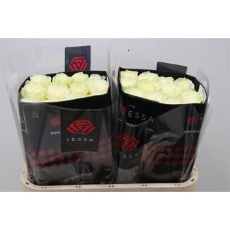 Freshy Large-flowered Rose “Mondial Tessa” | Colour: White | Length ± 80 centimeter | Origin Ecuador | Per 25 fresh roses