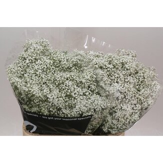 Freshy Gypsophila Paniculata Baby's breath “Million Star” | Colour: White | Origin Ecuador | Length ± 80 centimetre | Per 25 stems fresh flowers
