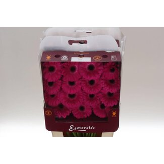 Freshy Gerbera Großblumig Aqua “Rich” | Farbe: Rosa | Länge ± 45 centimeter | Pro 15 frische Blumen